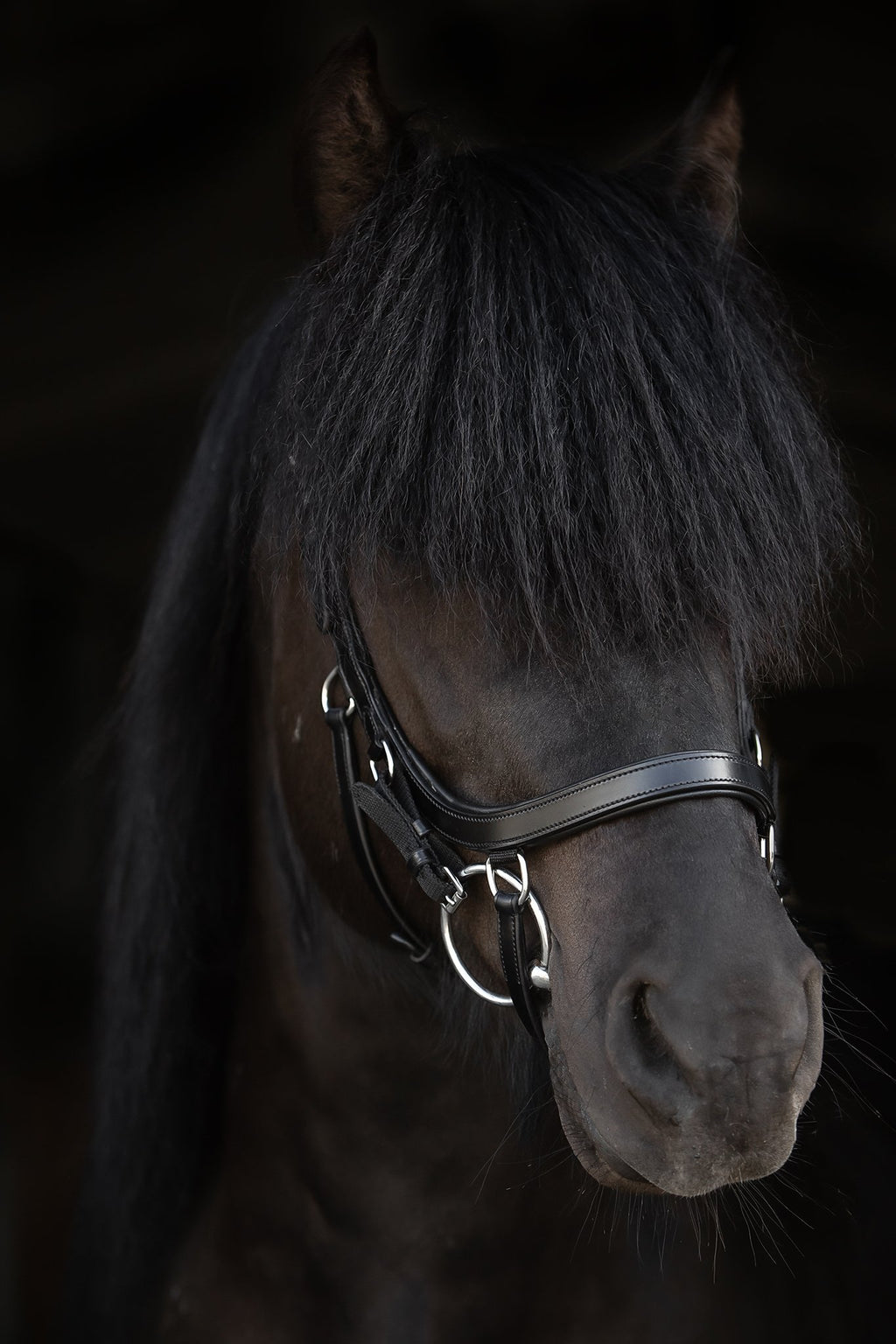 Ófeigur Anatomical Bridle