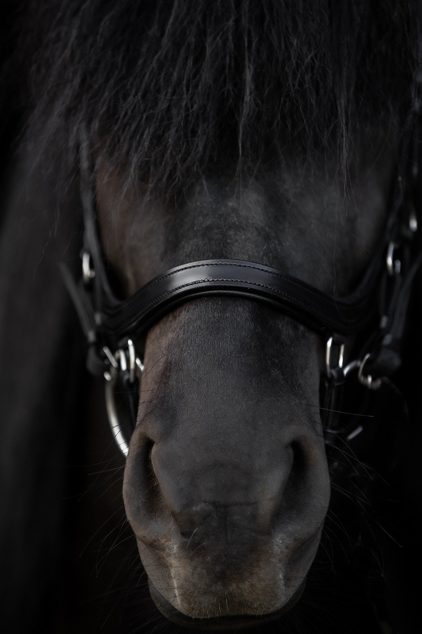 Ófeigur Anatomical Bridle