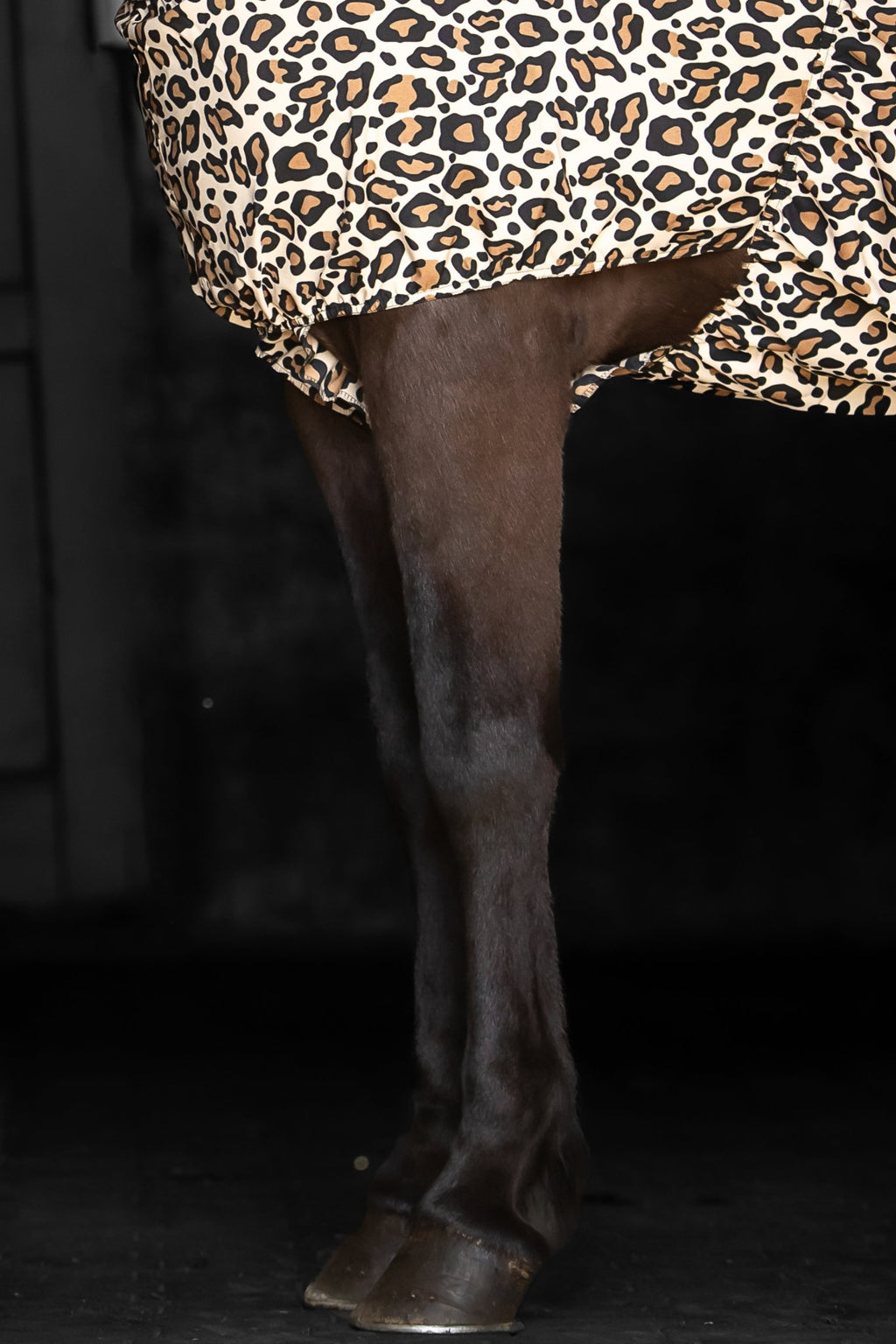 Eksemdækken – Leopard