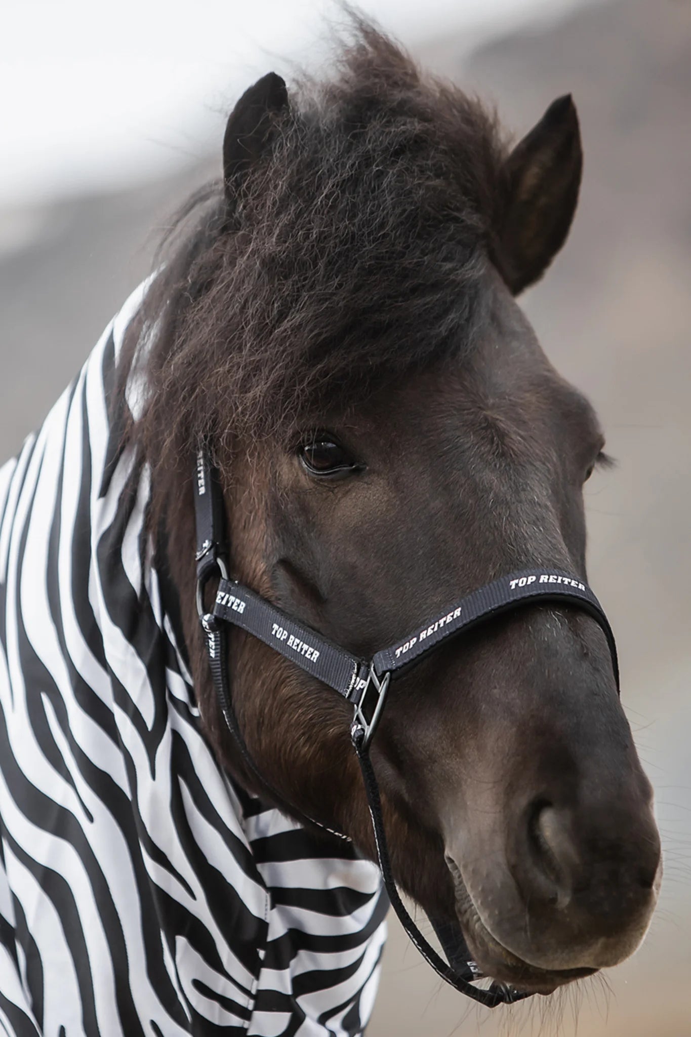 Eksemdækken Zebra