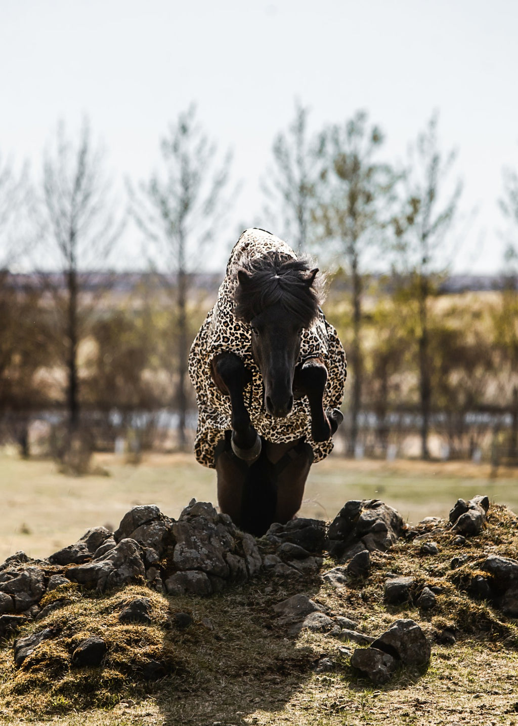 Eksemdækken – Leopard