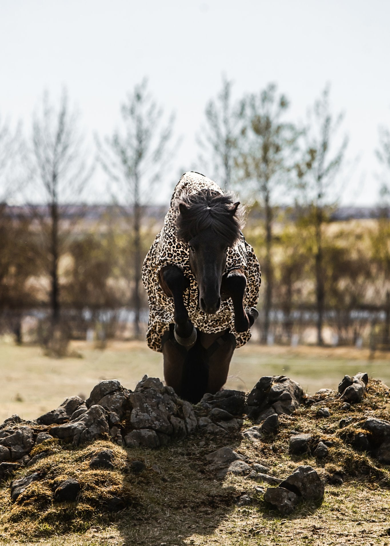 Eksemdækken – Leopard